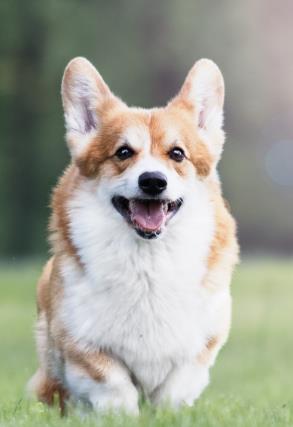 犬