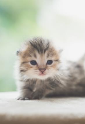 猫